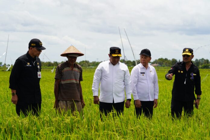 TINJAU : Mentan RI, Syahrul Yasin Limpo bersama Wagub Kalteng, Edy Pratowo meninjau Kawasan Food Estate, di Desa Bentuk Jaya A5 Dadahup, Kabupaten Kapuas, Kamis (16/2/2023).