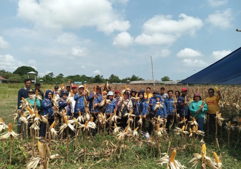 Pemkab Barsel Panen Perdana Jagung Composite di Desa Sababilah
