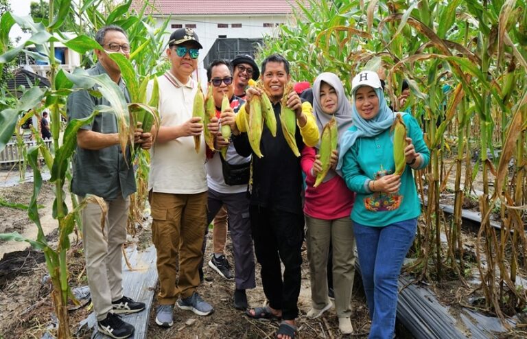 Panen Jagung di Kebun PKK, Pj. Bupati: Langkah Kecil Tapi Nyata untuk Ketahanan Pangan