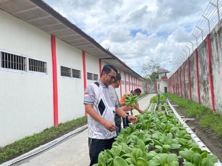 Lapas Sampit Panen Sayur Pakcoy Hasil Hidroponik 