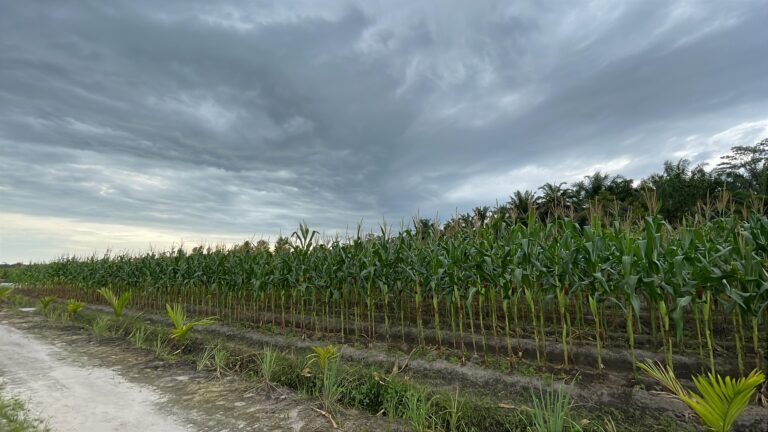Lapas Sukamara Manfaatkan 5 Hektar Lahan Dukung Ketahanan Pangan