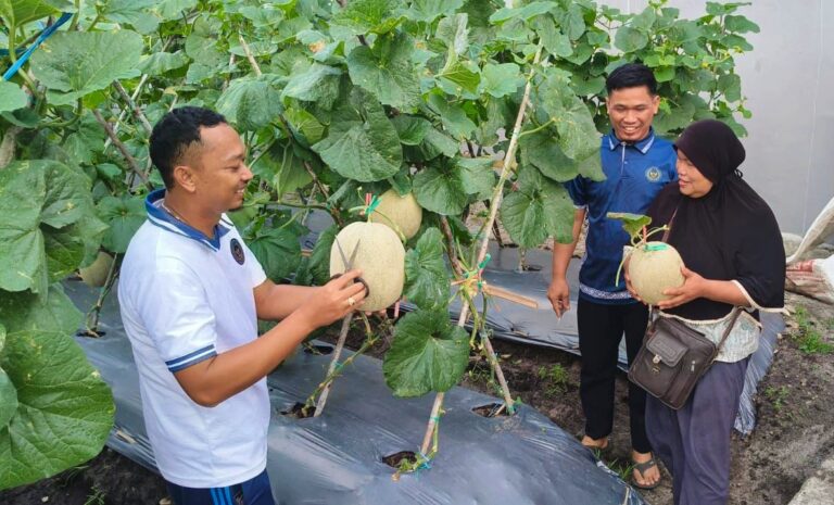 Lapas Palangka Raya Panen 600 Kg Melon Premium, Hasil Pembinaan Warga Binaan